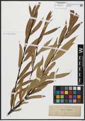 Foto von Salix acutifolia Willd.